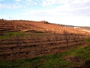 Les Terrasses