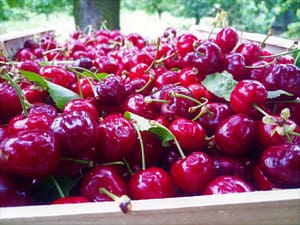 Cerises